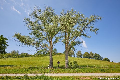 Gemeinde Aschau Landkreis Mühldorf Hörmannsberg Kreuz Baumgruppe (Dirschl Johann) Deutschland MÜ